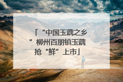 “中国玉藕之乡”柳州百朋镇玉藕抢“鲜”上市