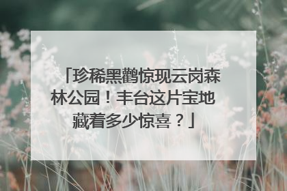 珍稀黑鹳惊现云岗森林公园！丰台这片宝地藏着多少惊喜？