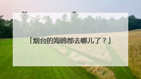 烟台的海鸥都去哪儿了？