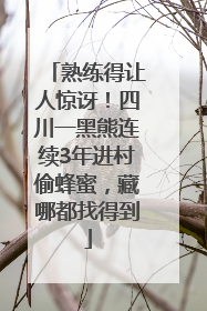熟练得让人惊讶！四川一黑熊连续3年进村偷蜂蜜，藏哪都找得到