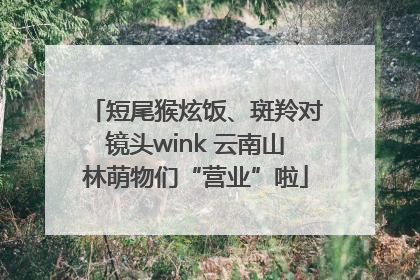 短尾猴炫饭、斑羚对镜头wink 云南山林萌物们“营业”啦