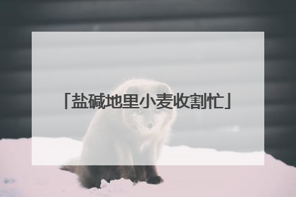 盐碱地里小麦收割忙