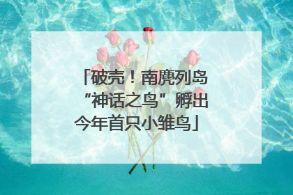 破壳！南麂列岛“神话之鸟”孵出今年首只小雏鸟