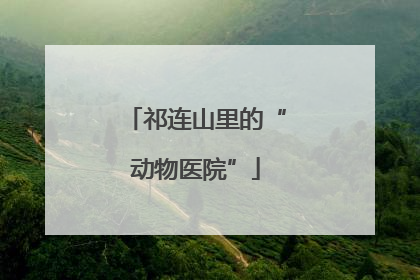 祁连山里的“动物医院”