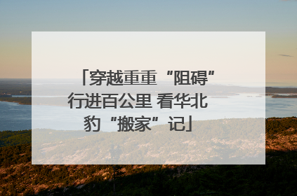 穿越重重“阻碍”行进百公里 看华北豹“搬家”记