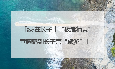 绿·在长子丨“极危精灵”黄胸鹀到长子营“旅游”