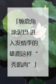 缠鹿角 涂泥巴 进入发情季的雄鹿这样“秀肌肉”