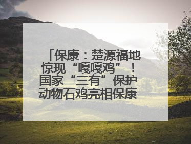 保康：楚源福地惊现“嘎嘎鸡”！国家“三有”保护动物石鸡亮相保康沿河公园