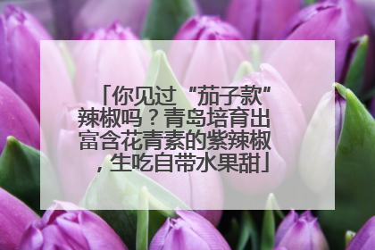 你见过“茄子款”辣椒吗？青岛培育出富含花青素的紫辣椒，生吃自带水果甜