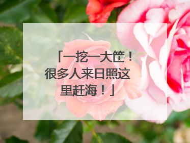 一挖一大筐！很多人来日照这里赶海！