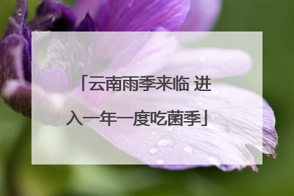 云南雨季来临 进入一年一度吃菌季