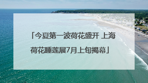 今夏第一波荷花盛开 上海荷花睡莲展7月上旬揭幕