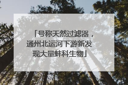 号称天然过滤器，通州北运河下游新发现大量蚌科生物