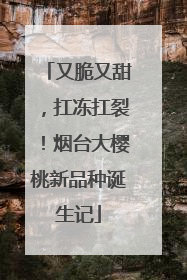 又脆又甜，扛冻扛裂！烟台大樱桃新品种诞生记