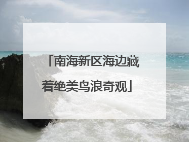 南海新区海边藏着绝美鸟浪奇观