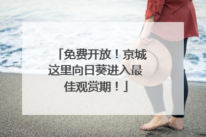 免费开放！京城这里向日葵进入最佳观赏期！