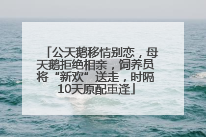 公天鹅移情别恋，母天鹅拒绝相亲，饲养员将“新欢”送走，时隔10天原配重逢