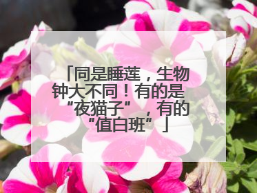 同是睡莲，生物钟大不同！有的是“夜猫子”，有的“值白班”