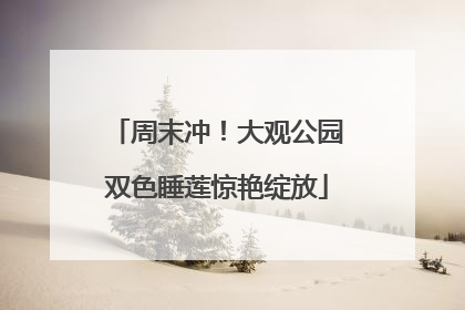 周末冲！大观公园双色睡莲惊艳绽放