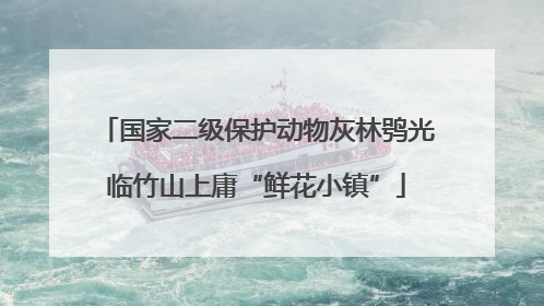 国家二级保护动物灰林鸮光临竹山上庸“鲜花小镇”