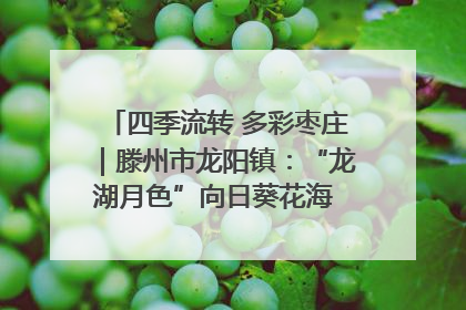 四季流转 多彩枣庄｜滕州市龙阳镇：“龙湖月色”向日葵花海 绘就乡村振兴新画卷