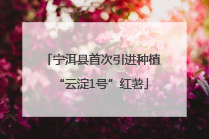 宁洱县首次引进种植“云淀1号”红薯