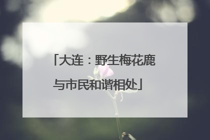 大连：野生梅花鹿与市民和谐相处