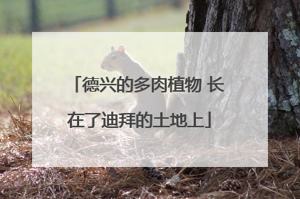 德兴的多肉植物 长在了迪拜的土地上