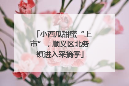 小西瓜甜蜜“上市”，顺义区北务镇进入采摘季