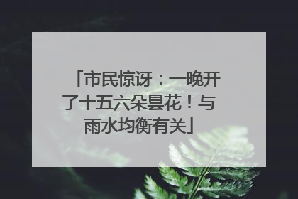 市民惊讶：一晚开了十五六朵昙花！与雨水均衡有关