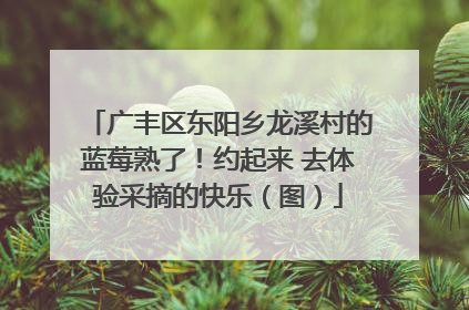 广丰区东阳乡龙溪村的蓝莓熟了！约起来 去体验采摘的快乐（图）