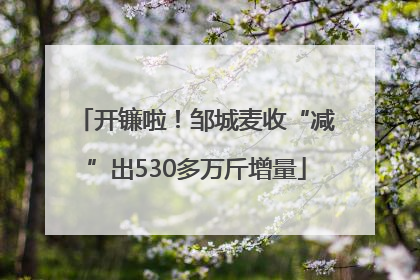 开镰啦！邹城麦收“减”出530多万斤增量
