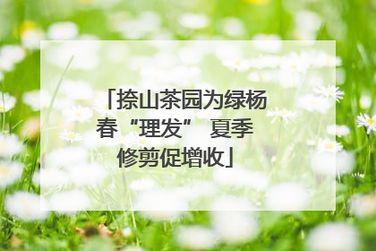 捺山茶园为绿杨春“理发” 夏季修剪促增收