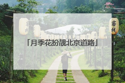 月季花扮靓北京道路