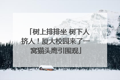 树上排排坐 树下人挤人！厦大校园来了一窝猫头鹰引围观