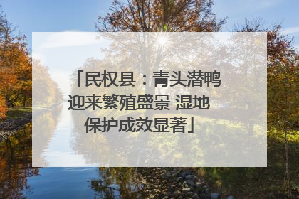 民权县：青头潜鸭迎来繁殖盛景 湿地保护成效显著