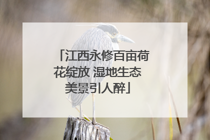江西永修百亩荷花绽放 湿地生态美景引人醉