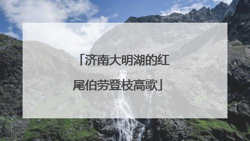 济南大明湖的红尾伯劳登枝高歌