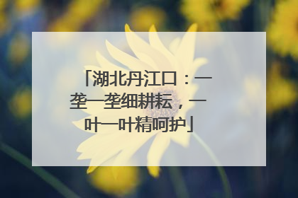 湖北丹江口：一垄一垄细耕耘，一叶一叶精呵护
