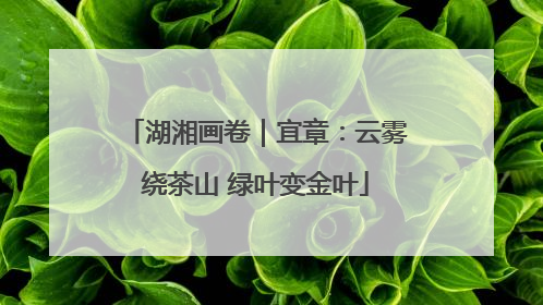 湖湘画卷｜宜章：云雾绕茶山 绿叶变金叶