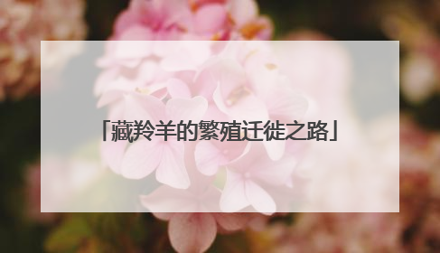 藏羚羊的繁殖迁徙之路
