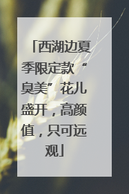 西湖边夏季限定款“臭美”花儿盛开，高颜值，只可远观