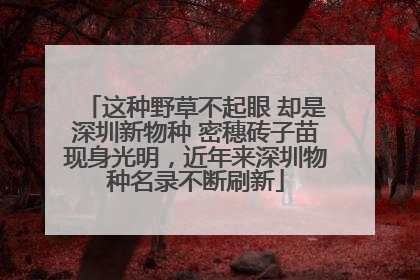 这种野草不起眼 却是深圳新物种 密穗砖子苗现身光明，近年来深圳物种名录不断刷新