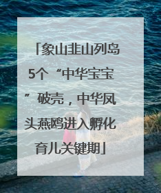 象山韭山列岛5个“中华宝宝”破壳，中华凤头燕鸥进入孵化育儿关键期