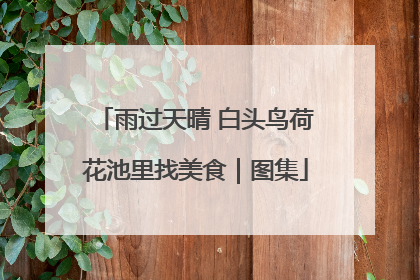 雨过天晴 白头鸟荷花池里找美食｜图集