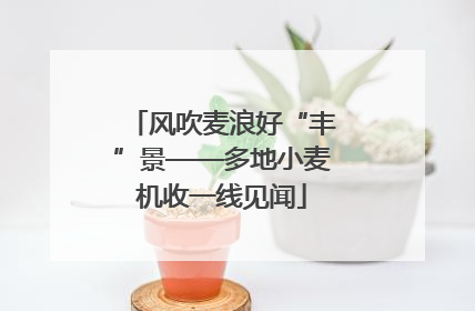 风吹麦浪好“丰”景——多地小麦机收一线见闻