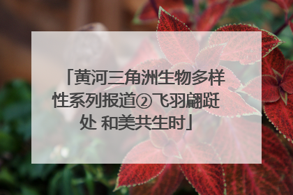 黄河三角洲生物多样性系列报道②飞羽翩跹处 和美共生时