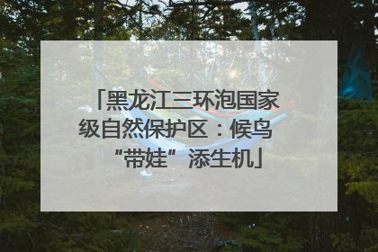 黑龙江三环泡国家级自然保护区：候鸟“带娃”添生机