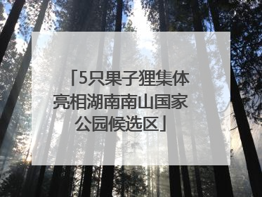 5只果子狸集体亮相湖南南山国家公园候选区