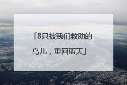 8只被我们救助的鸟儿，重回蓝天